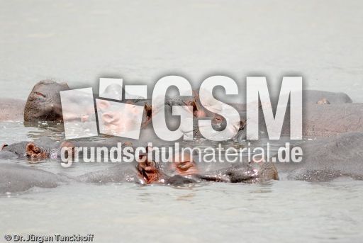 Flusspferd (51 von 104).jpg